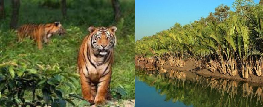 সুন্দরবন(Sundarban)-বিশ্ব ঐতিহ্যবাহী স্থান