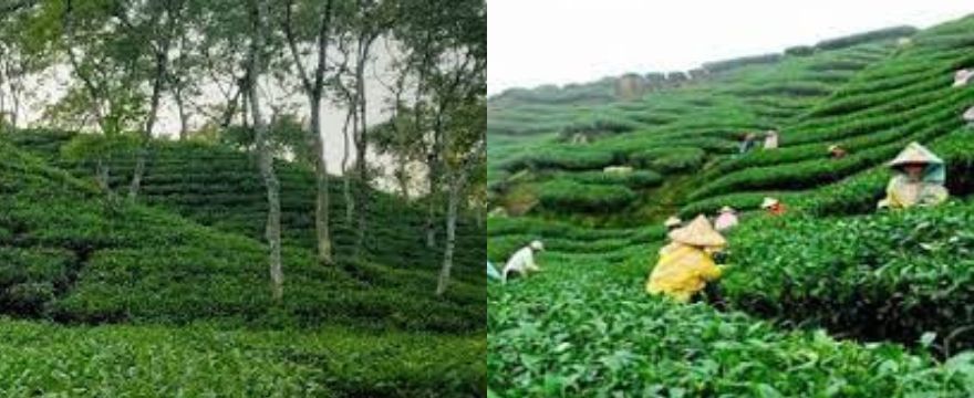 মালনি ছাড়া চা বাগান (Malnicherra Tea Garden)